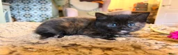 Mixed Breed cats for sale: Black kittens - Advert 4