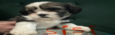 Shih Tzu Puppy 5
