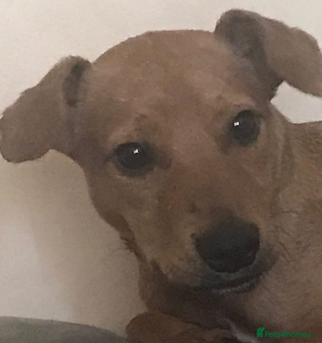 Mixed Breed dogs for sale: Alfie - Advert 13