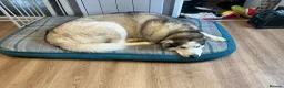 Siberian Husky dogs for sale: Ford the 3 year old husky - Advert 3