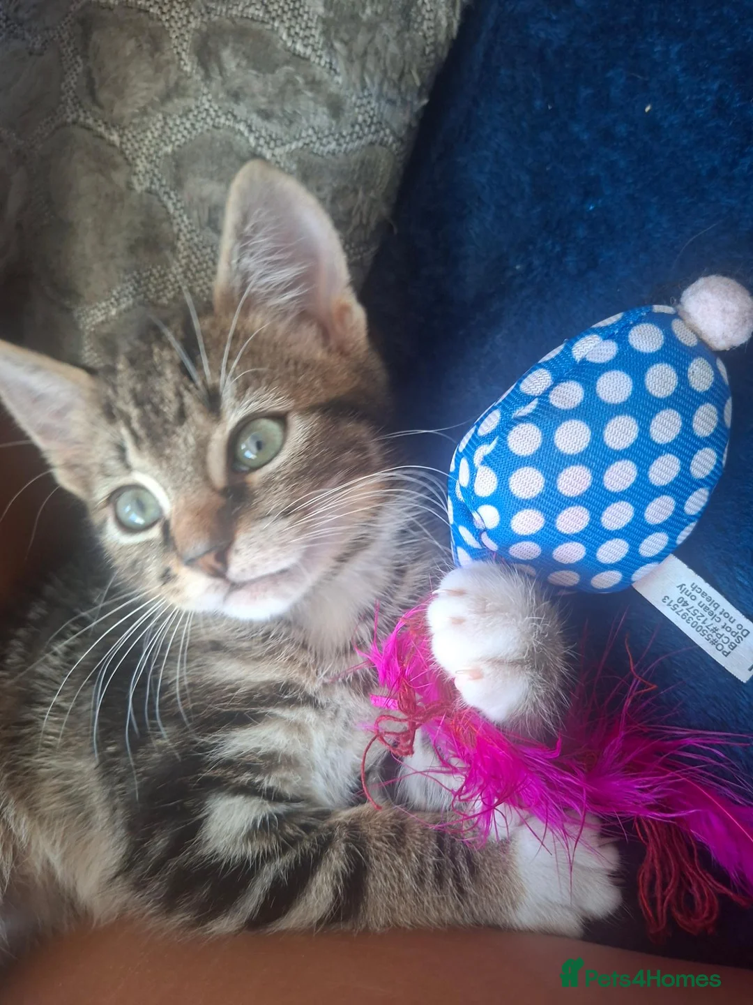 Mixed Breed cats for sale: Brothers. 2 beautiful kittens for sale  - Advert 1