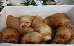 Cocker Spaniel dogs for sale: Ready today KC Show Winning Breeding - Image 8