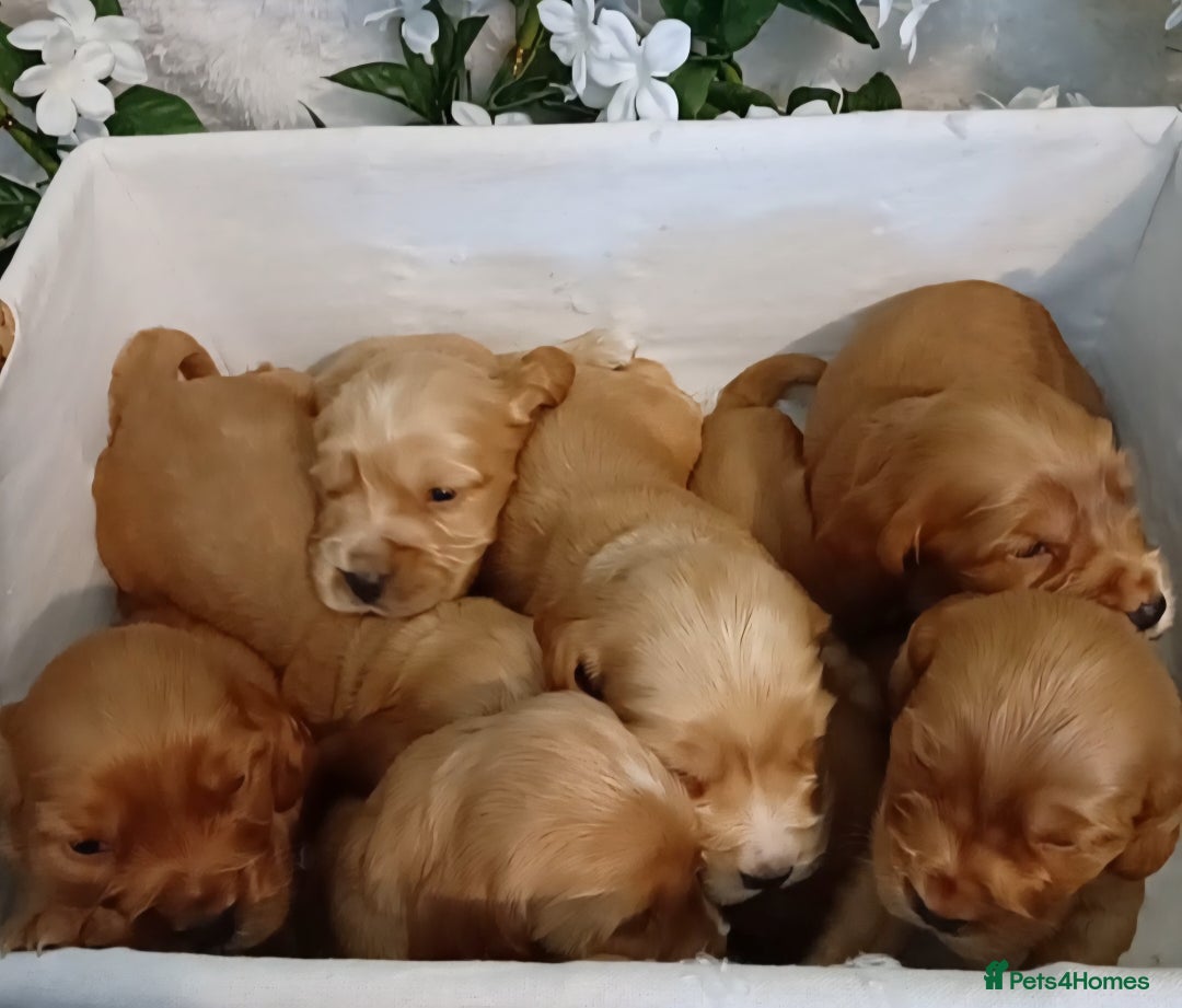 Cocker Spaniel dogs for sale: Ready today KC Show Winning Breeding - Image 8