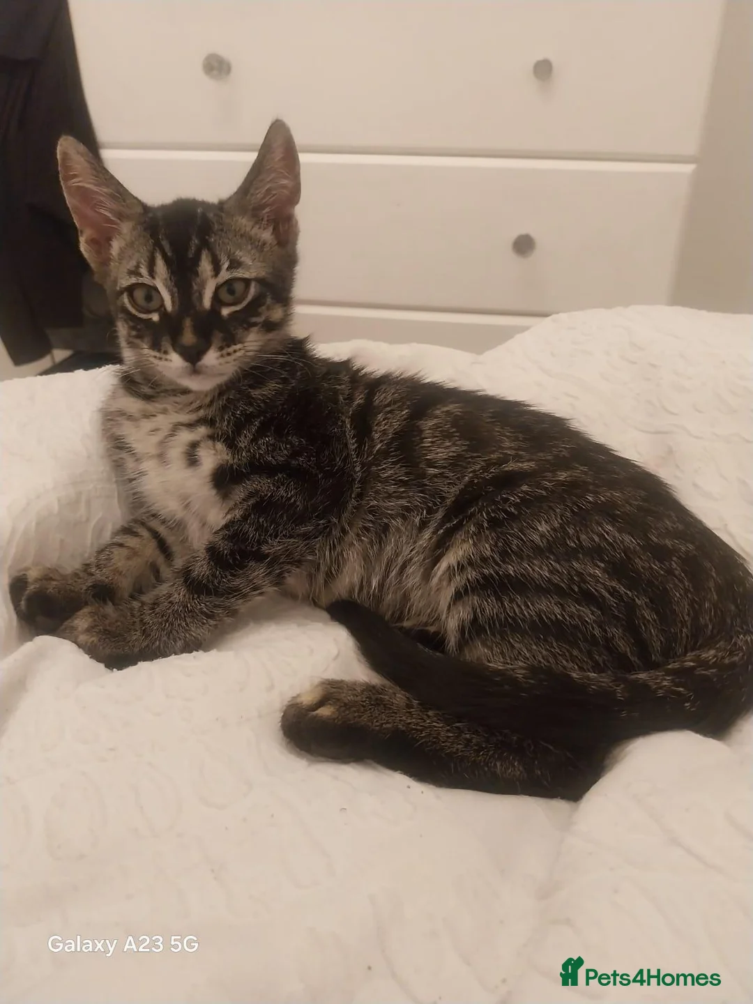 Bengal cats for sale: Bengals kittens - Advert 1
