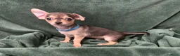 Chihuahua dogs for sale: Chihauhau puppies  - Advert 5