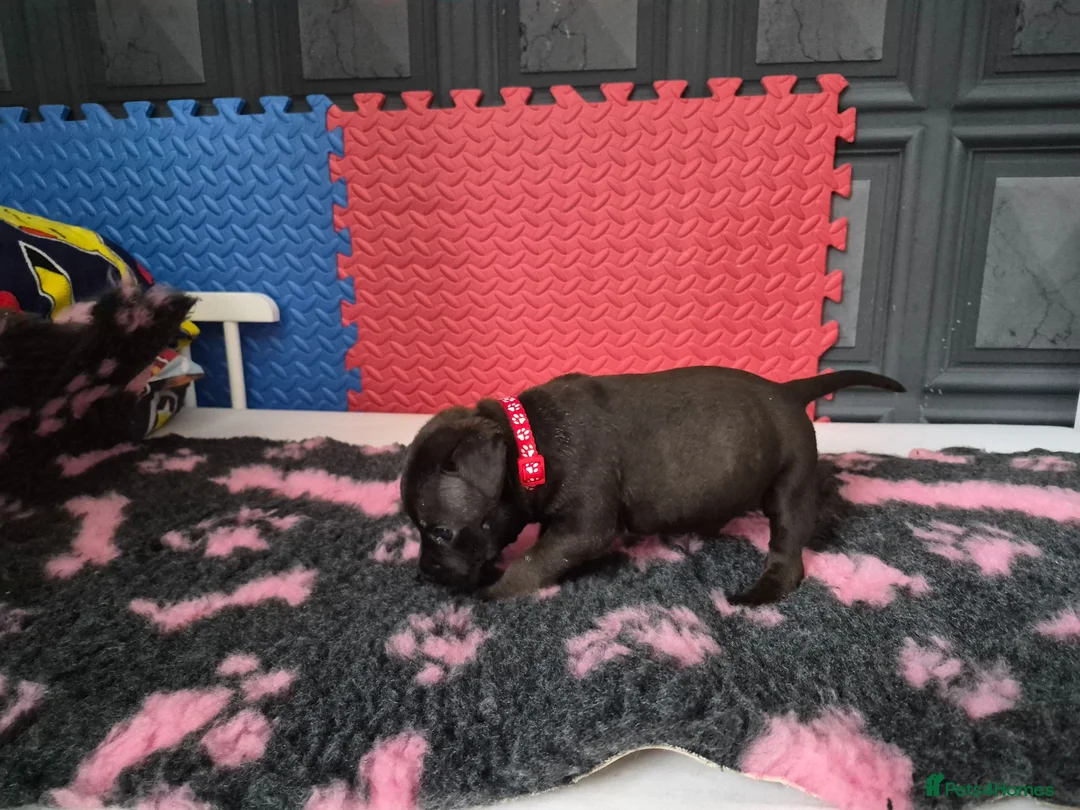 Staffordshire Bull Terrier dogs for sale: Staffordshire bull terrier pups in Leeds - Advert 2