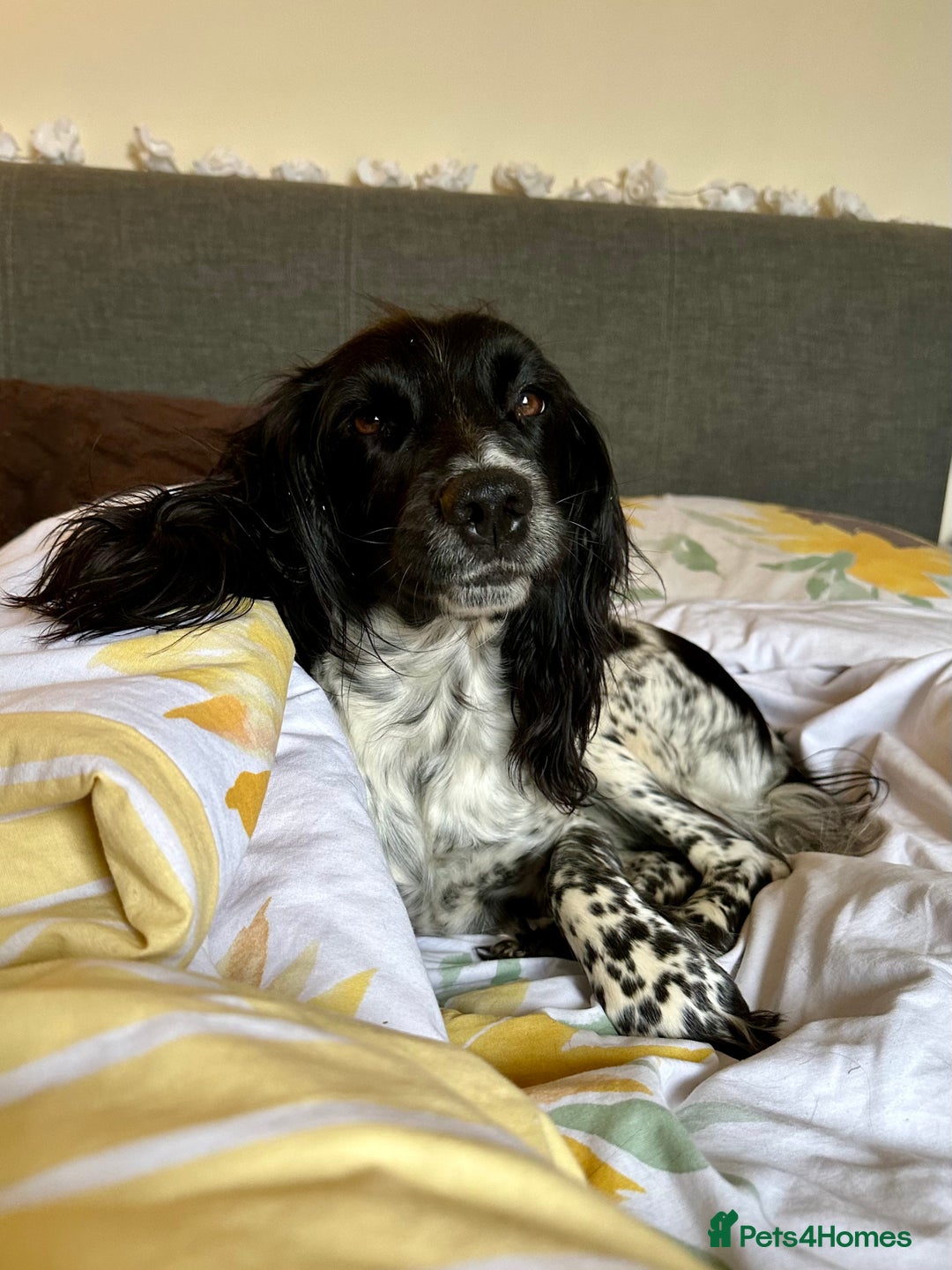 Mixed Breed dogs for sale: Gorgeous litter of 8 x F1 Sprocker Spaniels - Image 9