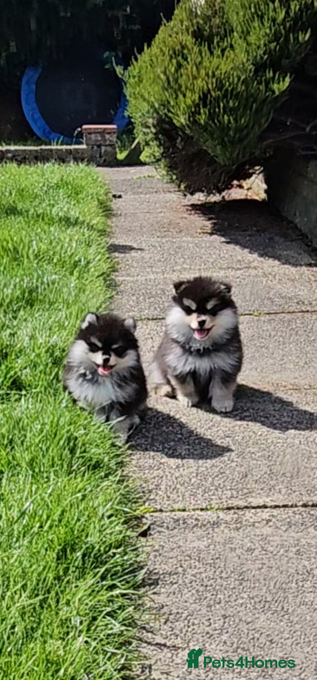 Pomsky dogs for sale: Pomsky puppies very small toy size F3  - Image 29