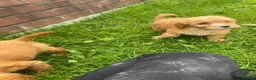 Cockapoo dogs for sale: Cockapoo puppys - Advert 6