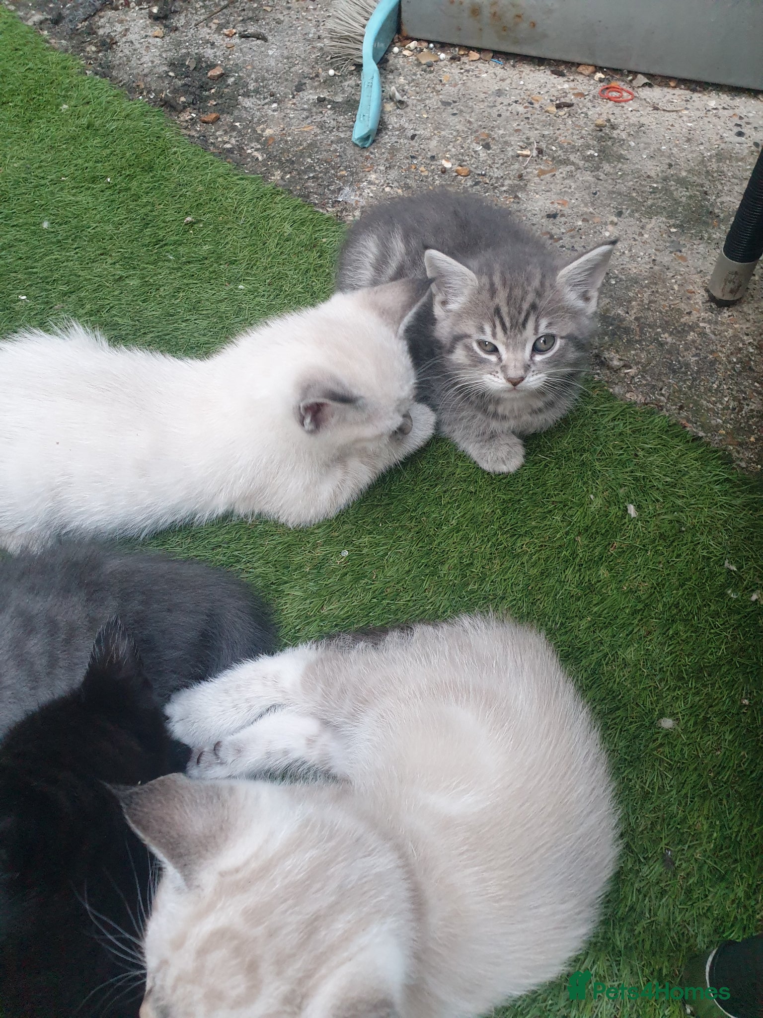 Mixed Breed cats for sale: Kittens for sale - Advert 4