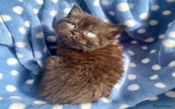 British Shorthair cats for sale: Black British Shorthair Male - Image 2