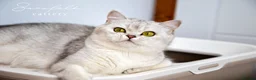 Scottish Fold cats for sale: Scottish Fold Healthy & Socialised - Advert 4