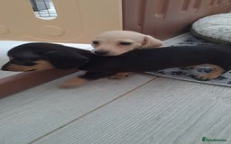 Dachshund dogs for sale: Miniature dachshund girls, cream & black and cream - Image 16