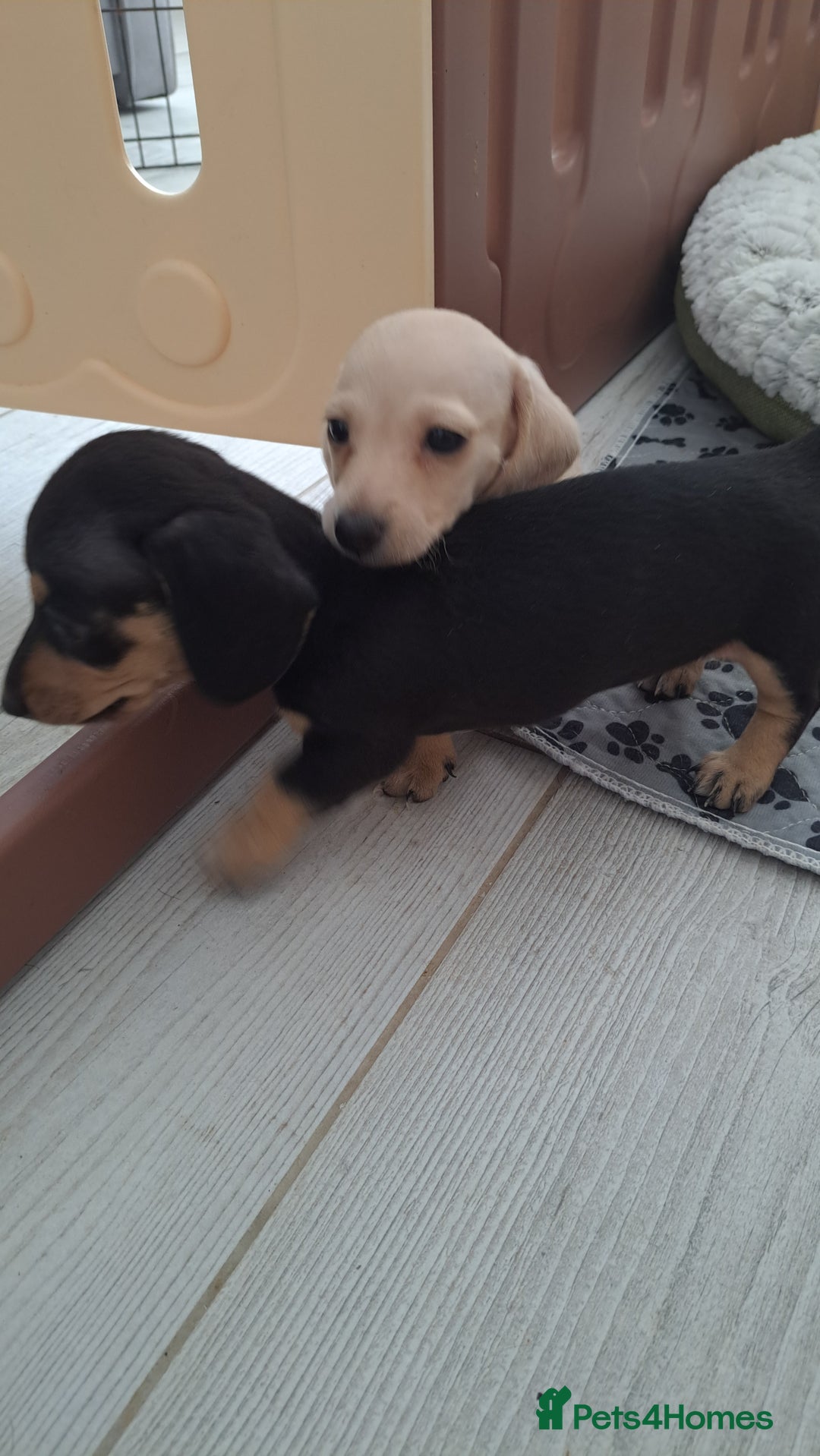 Dachshund dogs for sale: Miniature dachshund girls, cream & black and cream - Image 16