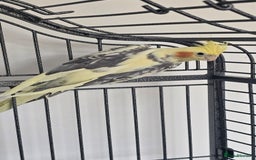Cockatiels birds for sale: 2 male cockatiels - Image 2