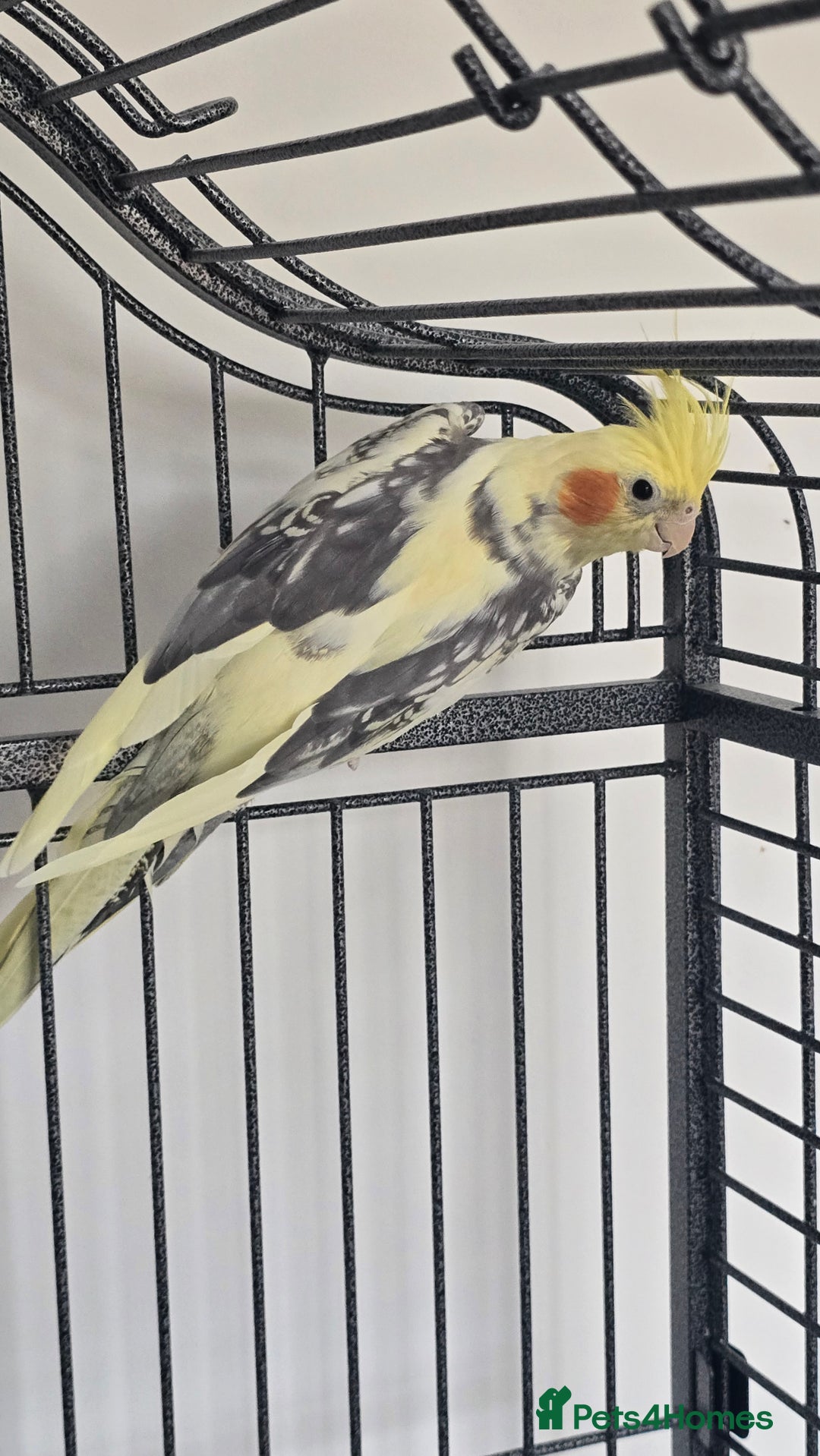 Cockatiels birds for sale: 2 male cockatiels - Image 2
