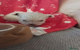 Mixed Breed dogs for sale: Shihtzu jack russel - Advert 3