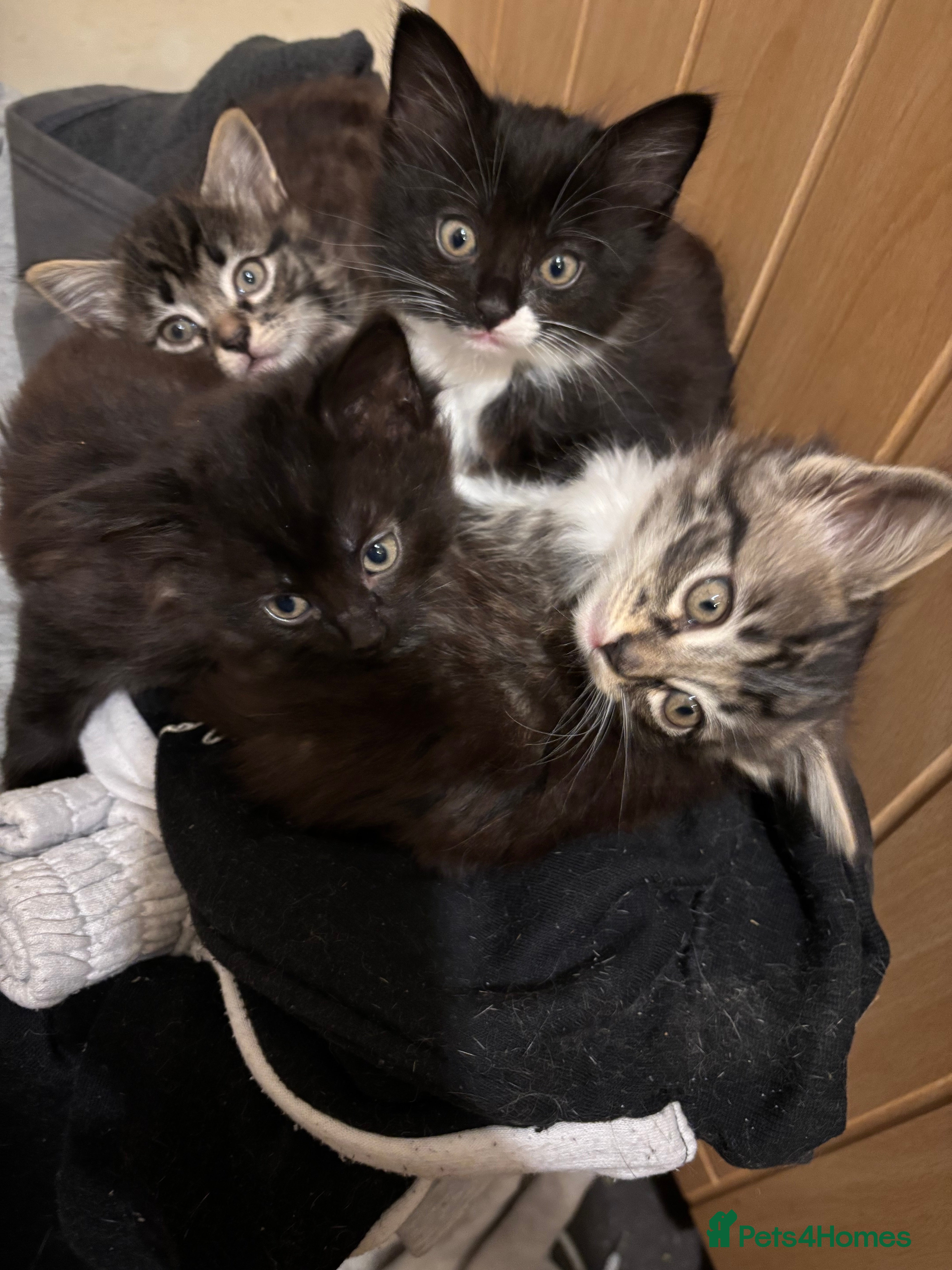 Domestic Shorthair cats Kittens for sale - Advert 7