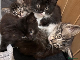 Domestic Shorthair cats Kittens for sale - Advert 11