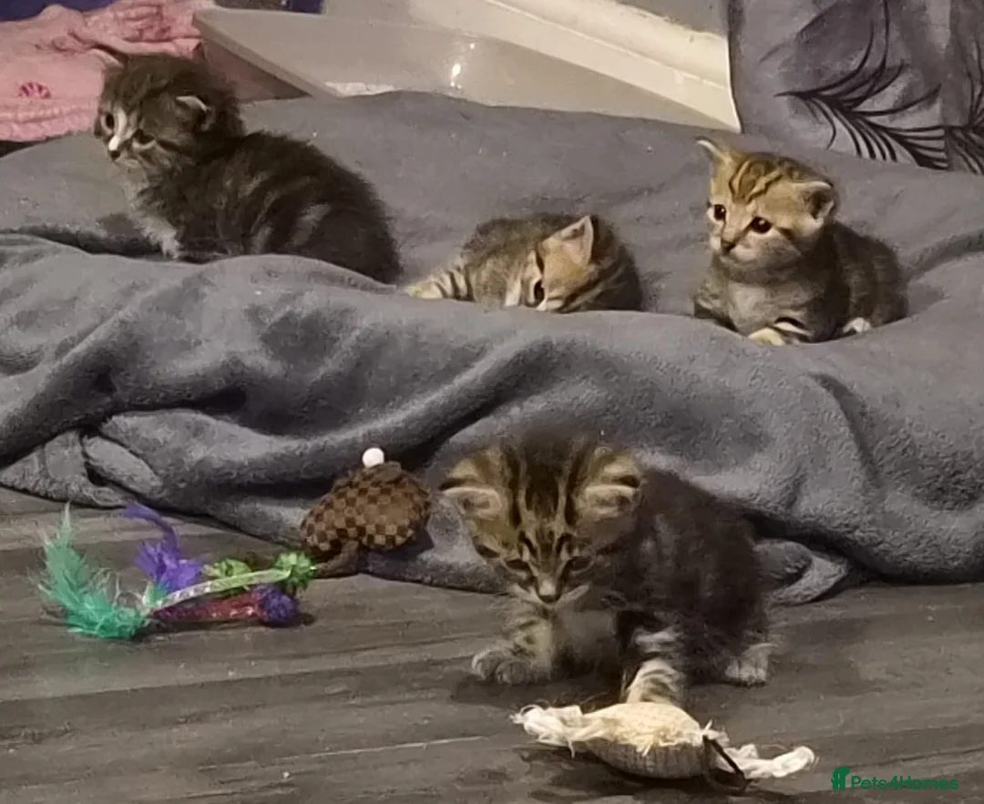 Mixed Breed cats for sale: 2 female tabby kittens  - Advert 5