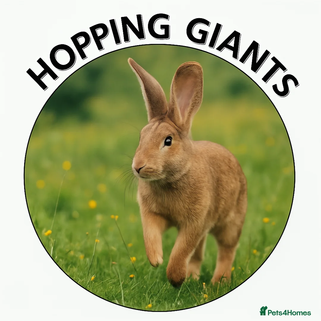 Continental Giant rabbits for sale: NOW RESERVED Continental Giant Fully Vaccinated  - Advert 8