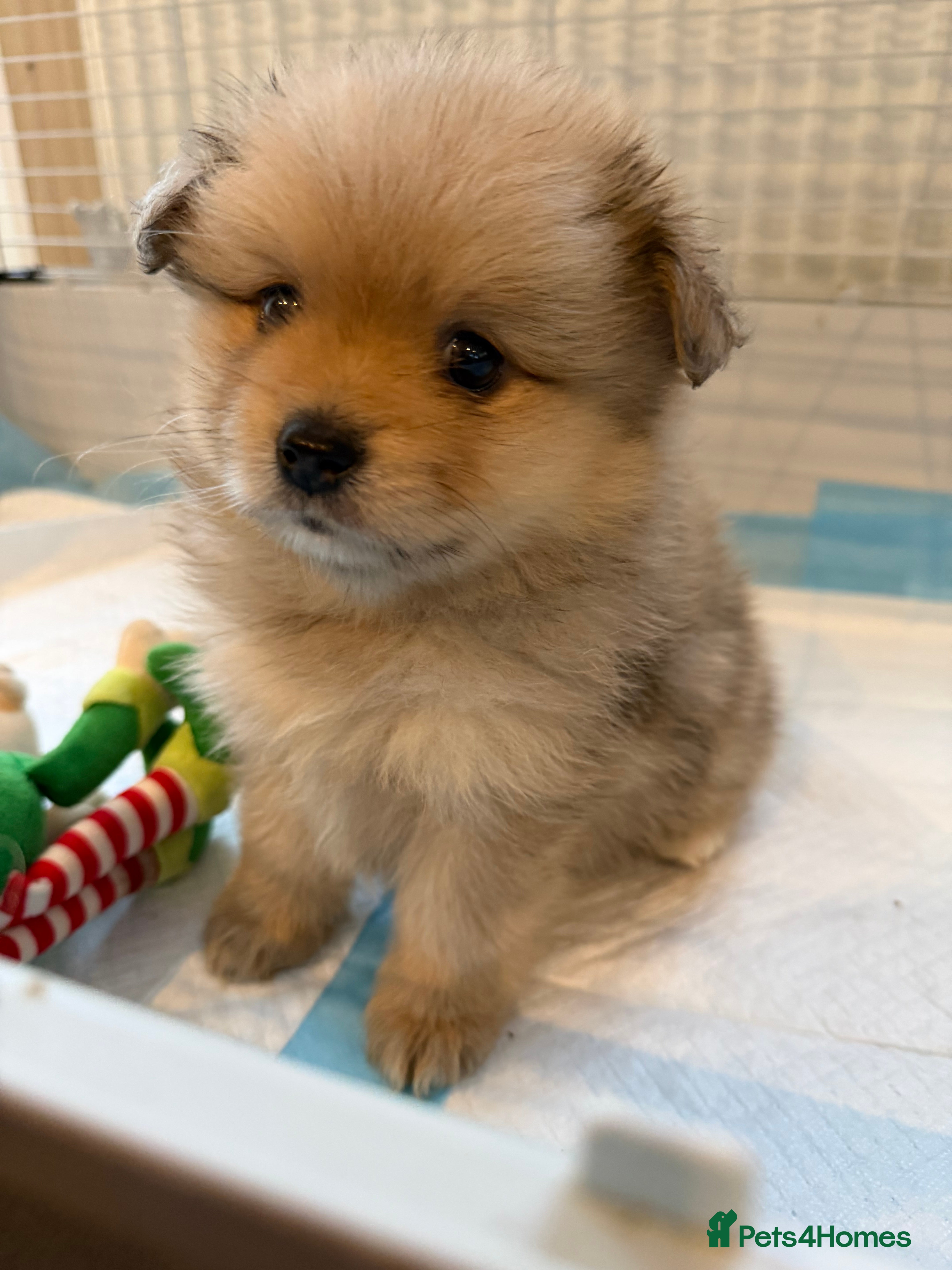 Pomeranian dogs Pomeranian puppy’s  - Advert 15