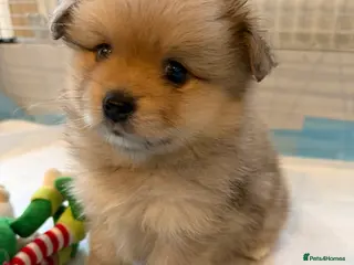 Pomeranian dogs Pomeranian puppy’s - Advert 7