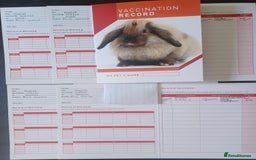 English rabbits for sale: Vaccinated purebred baby English rabbits - Image 12