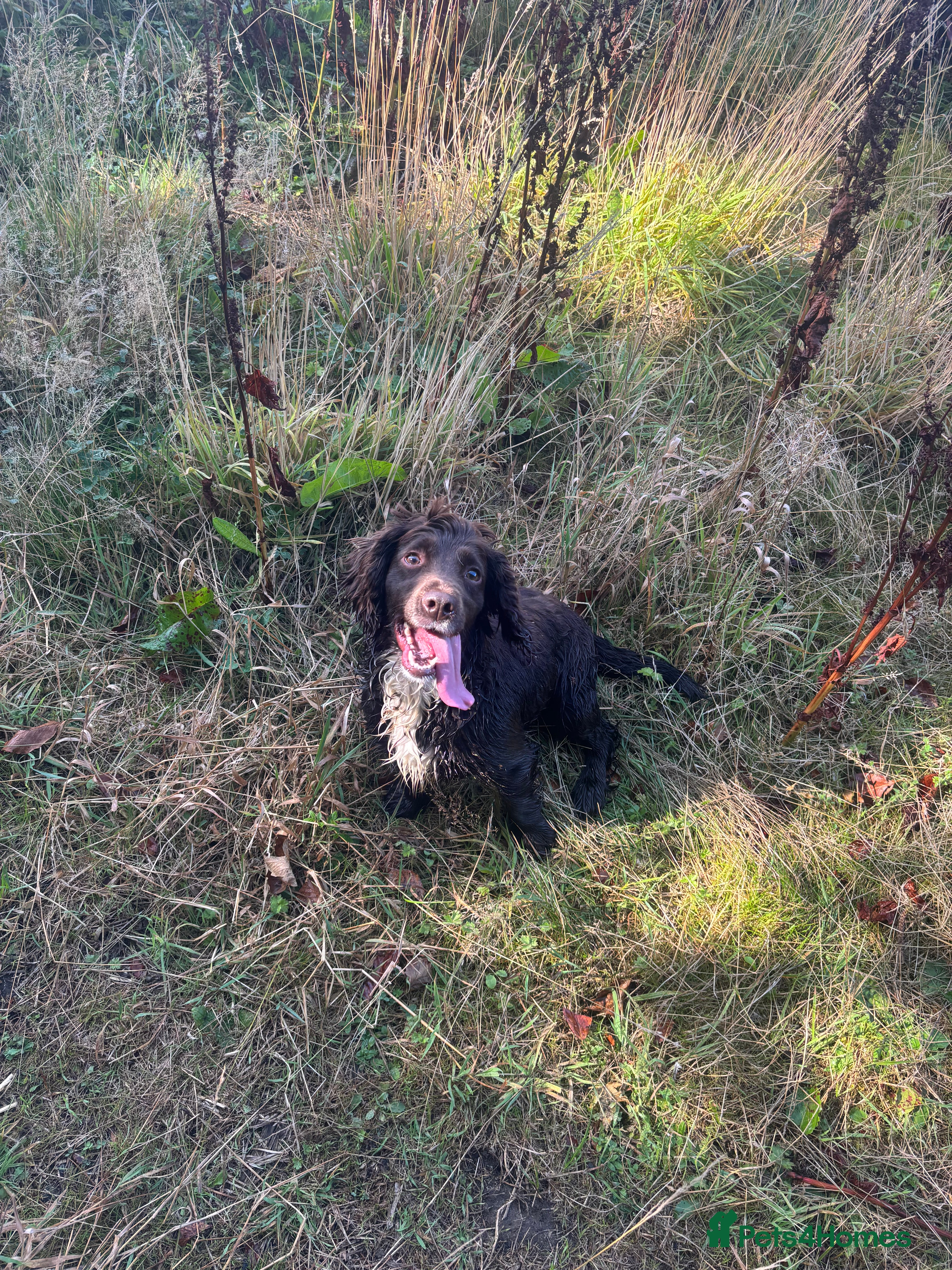 Cocker Spaniel dogs 1 beautiful boy cocker spaniel  - Advert 2
