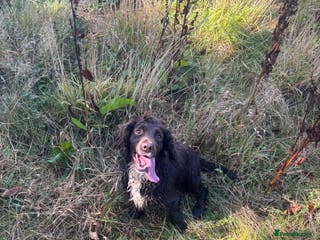 Cocker Spaniel dogs 1 beautiful boy cocker spaniel - Advert 1