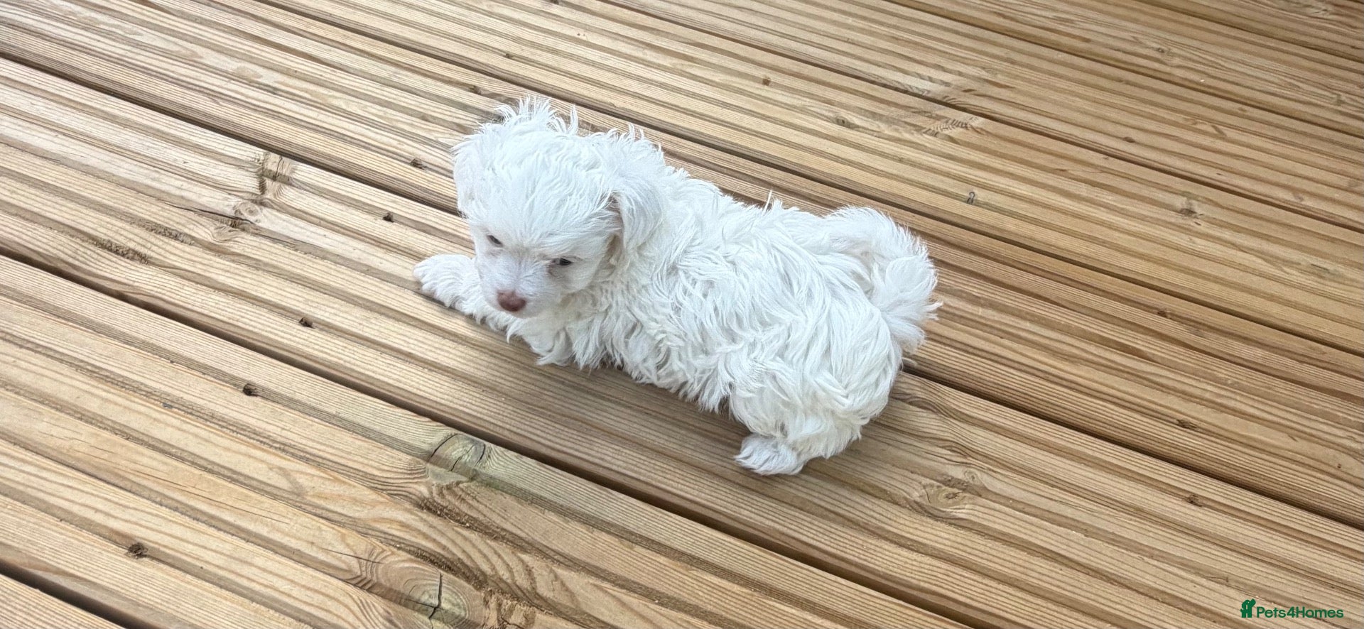 Maltipoo dogs 🐾✨ ADORABLE MALTIPOO PUPPIES 🐾✨ - Advert 2