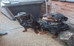 Dobermann dogs for sale: Rottweiler/Doberman  - Image 1