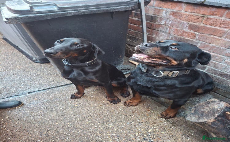 Dobermann dogs - Advert 1