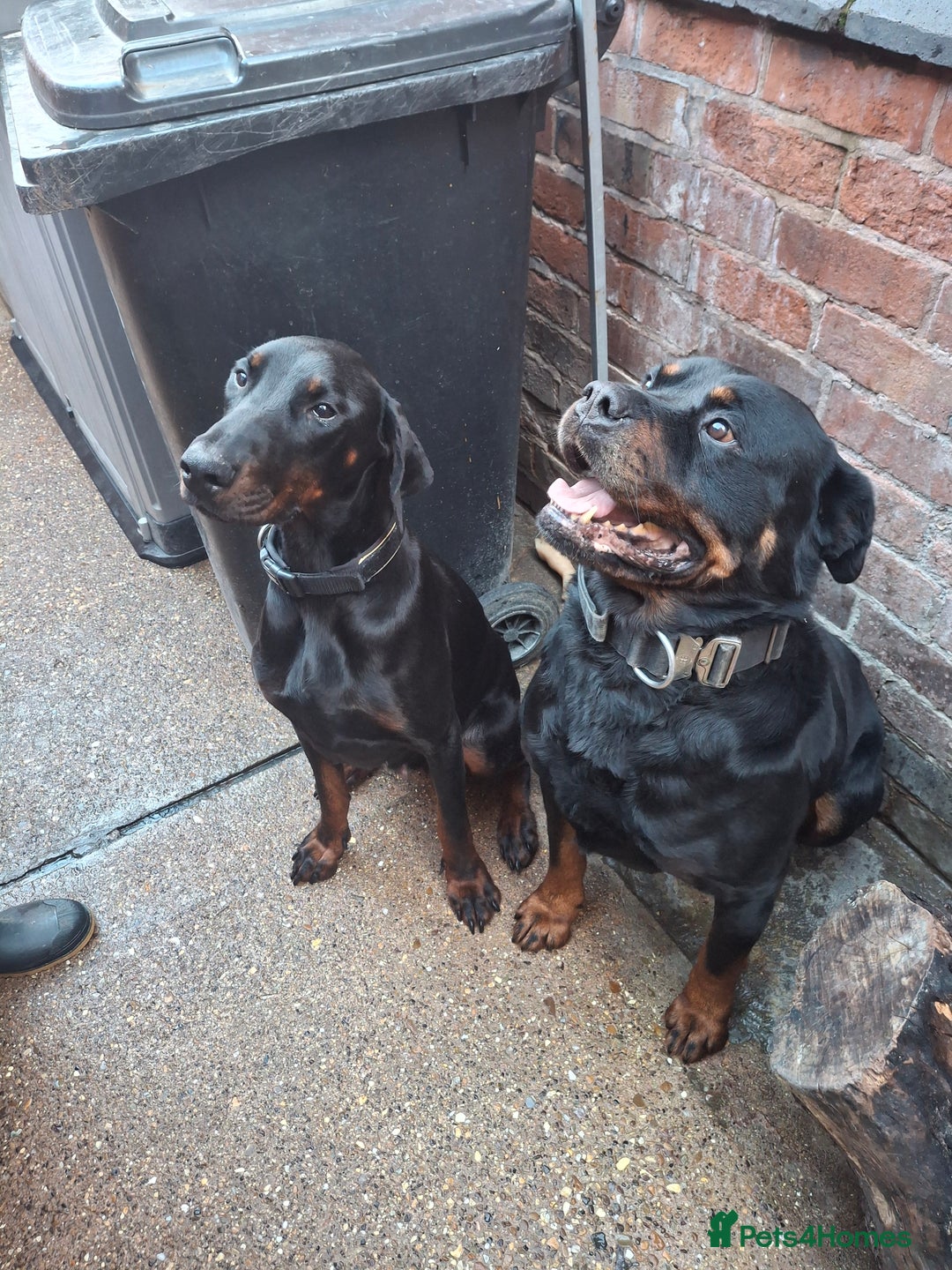Dobermann dogs for sale: Rottweiler/Doberman  - Image 1