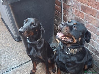 Dobermann dogs - Advert 1