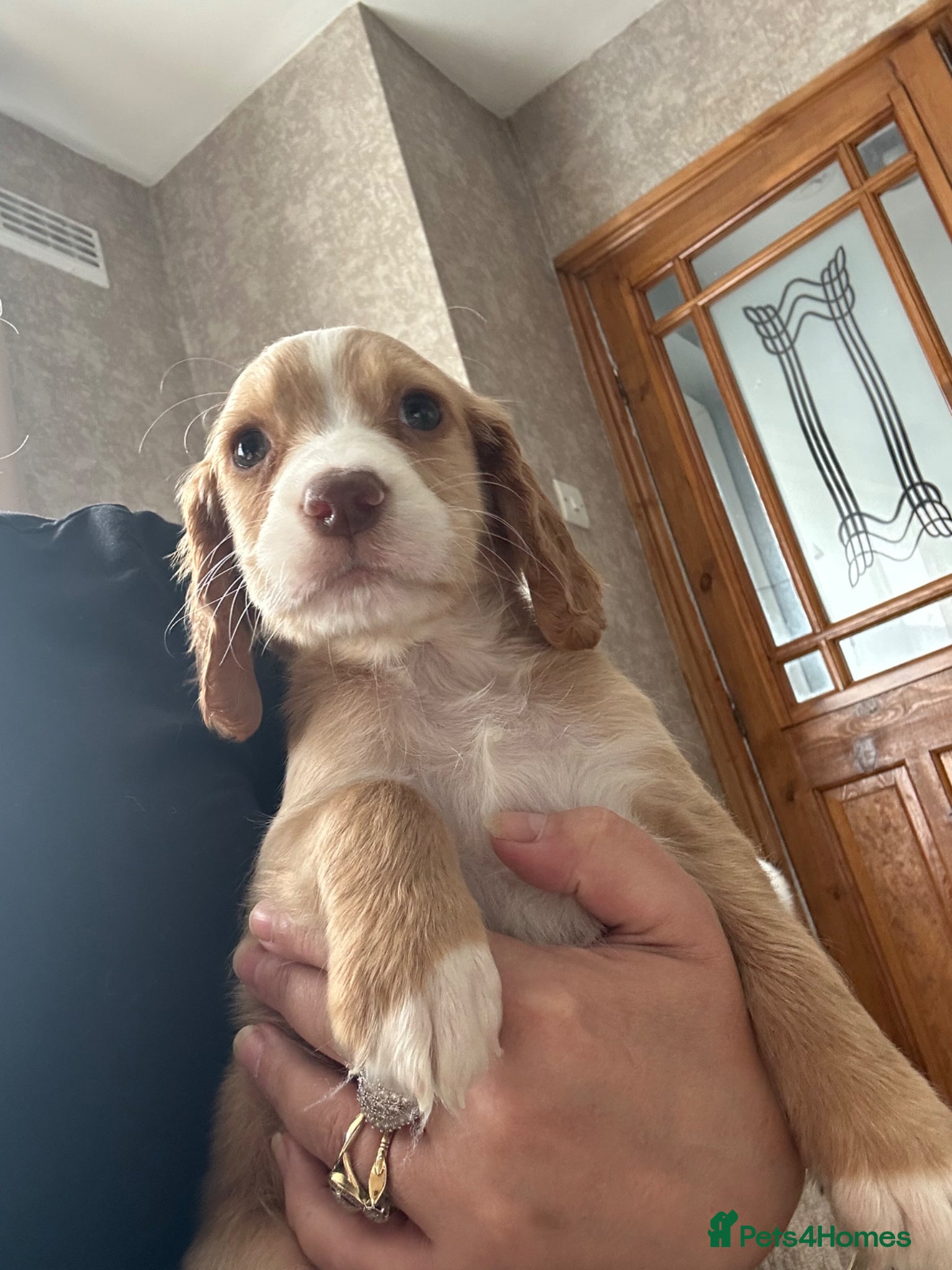 Cocker Spaniel dogs Cocker spaniel puppies - Advert 9