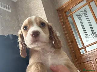 Cocker Spaniel dogs Cocker spaniel puppies - Advert 14