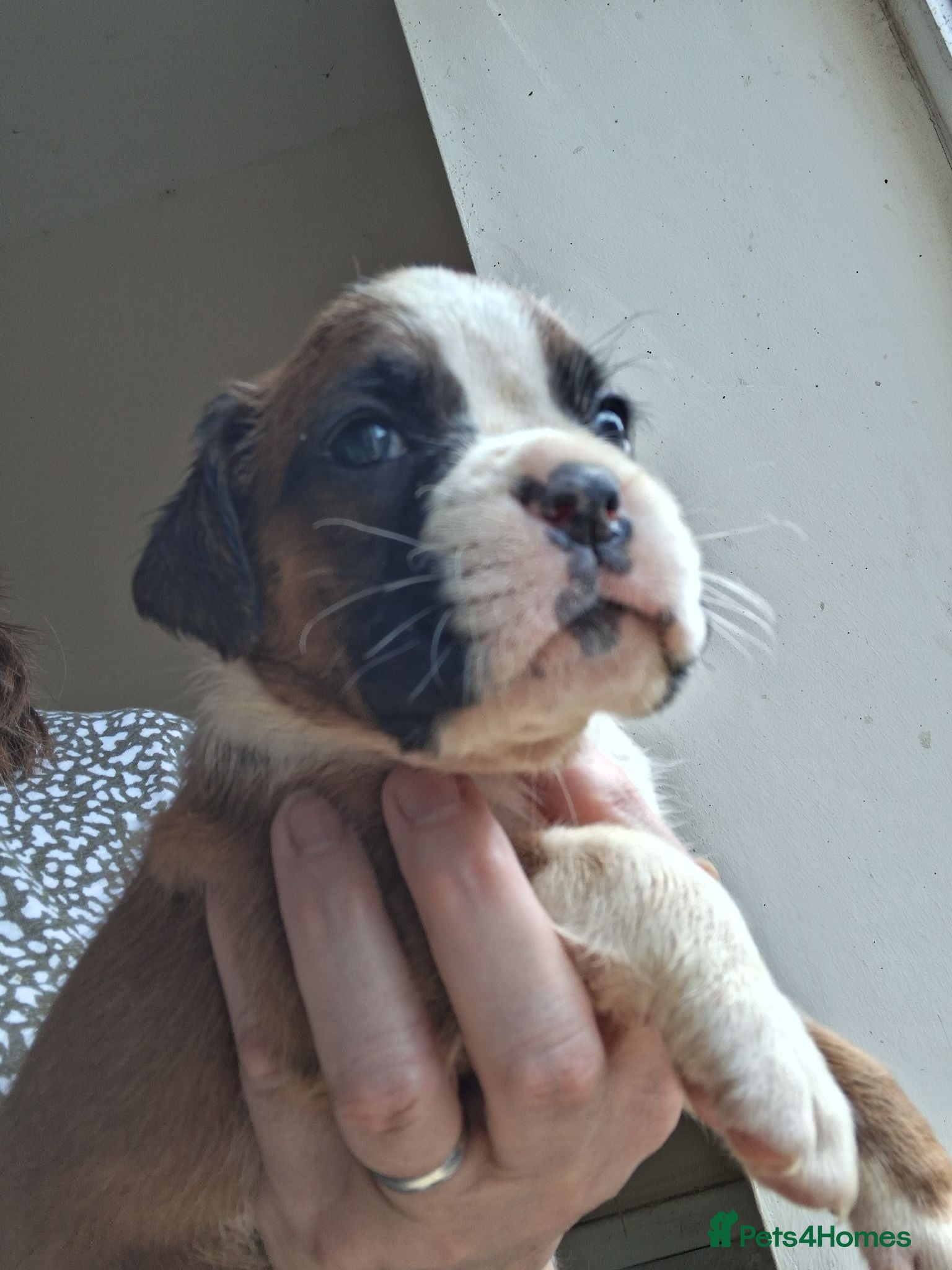Boxer dogs PEDIGREE BOXER PUPPIES - Advert 2