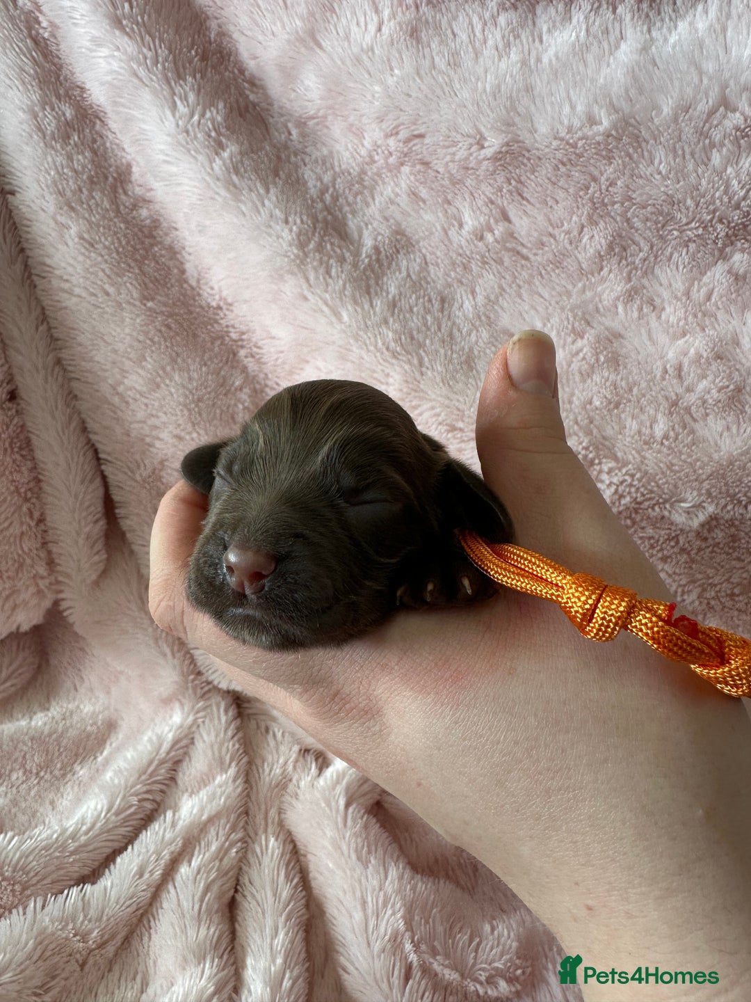 Cocker Spaniel dogs for sale: Cocker Spaniel Pups - Solid & Roan - Farlavale - Advert 24