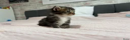 Mixed Breed cats for sale: Gorgeous Mainecoon x Bengal - Advert 11