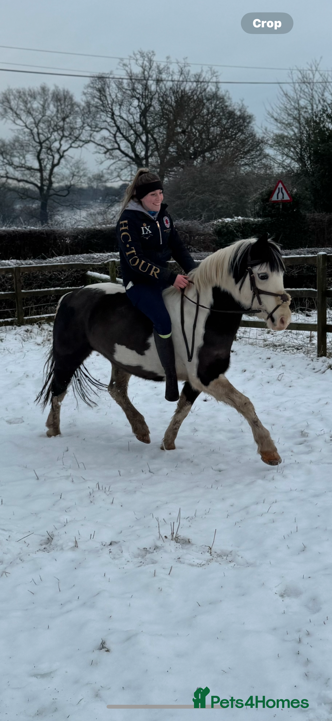 Other Breed horses Welsh pard bred  - Advert 14