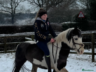 Other Breed horses Welsh pard bred - Advert 10