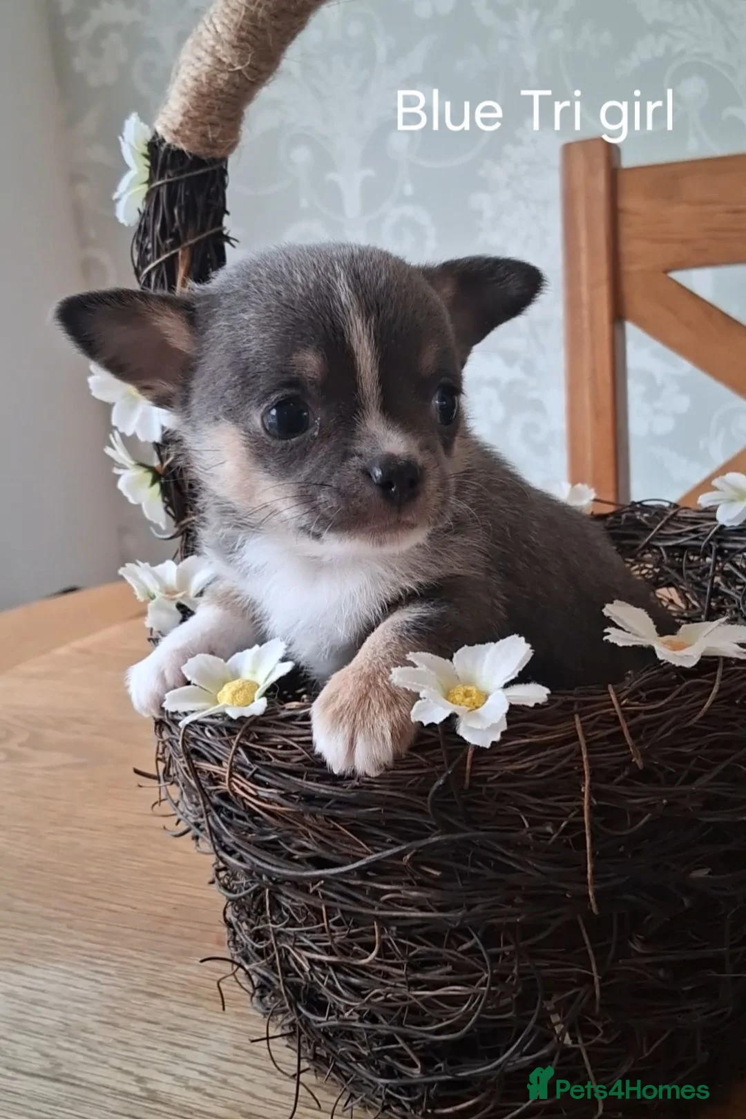 Chihuahua dogs for sale: ONLY 2 STUNNING KC REG PUPPIES LEFT AVAILABLE!! - Advert 1