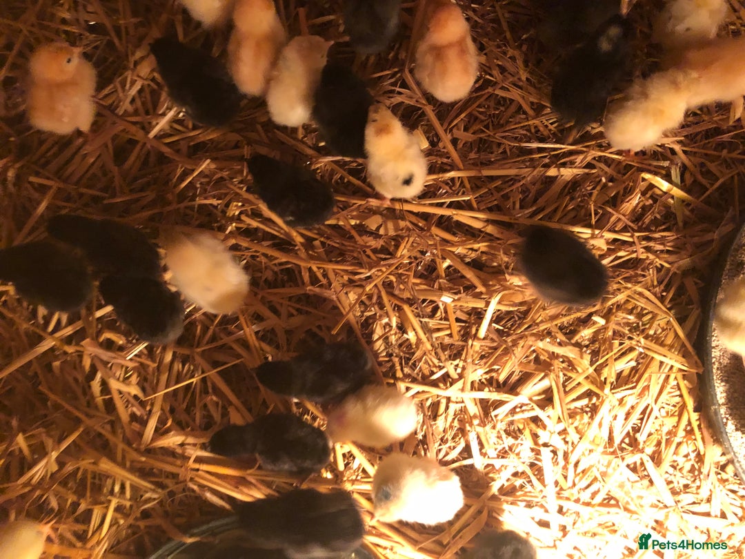Chickens poultry for sale: Sexed pullet chicks. Blue, brown, white layer  - Advert 15