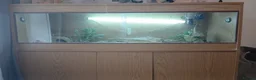 Bearded Dragon reptiles for sale: Bearded dragon. in Southport - Advert 4