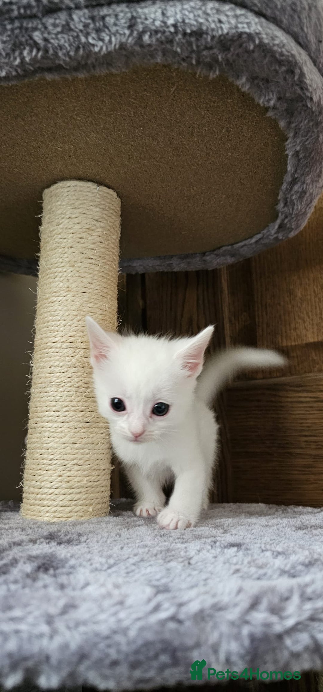 British Shorthair cats for sale: x6 Gorgeous Kittens looking for forever homes - Image 5