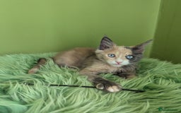 Maine Coon cats for sale: Beautiful Pedigree Maine Coon Kittens  - Image 20