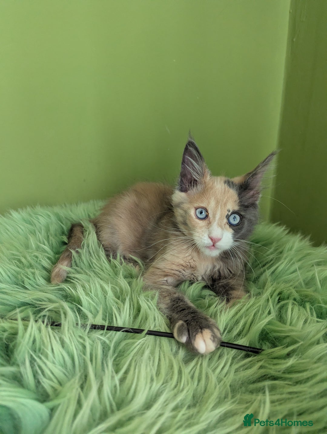 Maine Coon cats for sale: Beautiful Pedigree Maine Coon Kittens  - Image 20