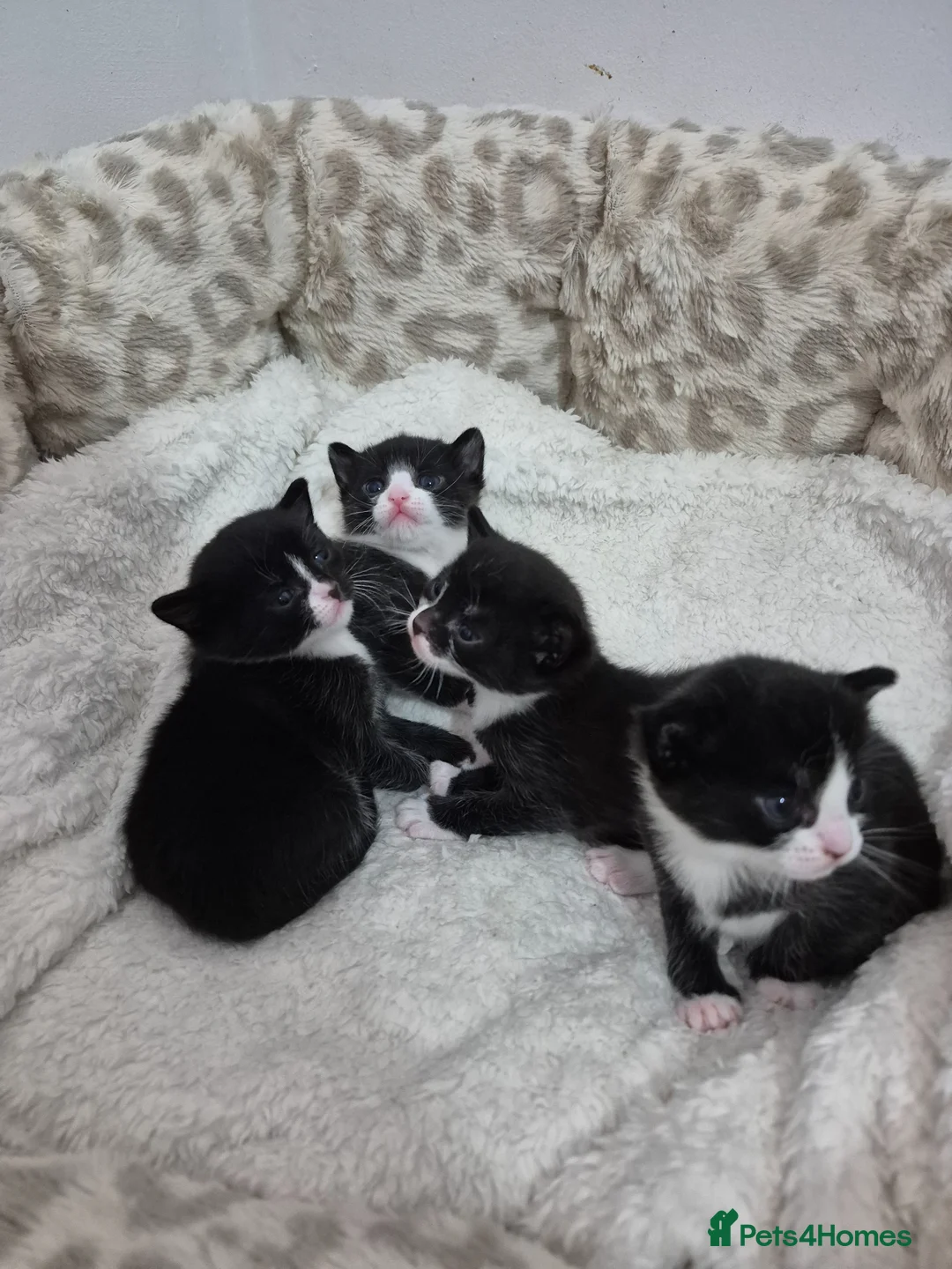 Mixed Breed cats for sale: Dolli's Little Mix  - Advert 3
