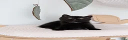 British Shorthair cats for sale: GCCF Registered Kittens  - Advert 16